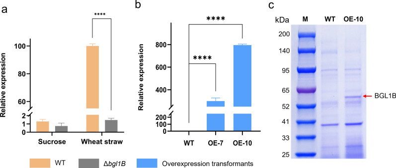 Involvement of the intracellular β-glucosidase BGL1B from Aspergillus niger in the regulation of lignocellulose-degrading enzymes’ synthesis