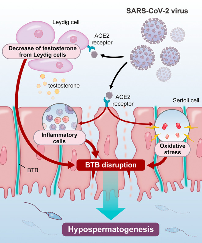 Possible mechanisms of spermatogenic dysfunction induced by viral infections: Insights from COVID-19.