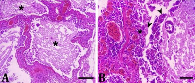 First case of serpentovirus infection in a ball python (<i>Python regius</i>) in Thailand: a case report with molecular characterization.