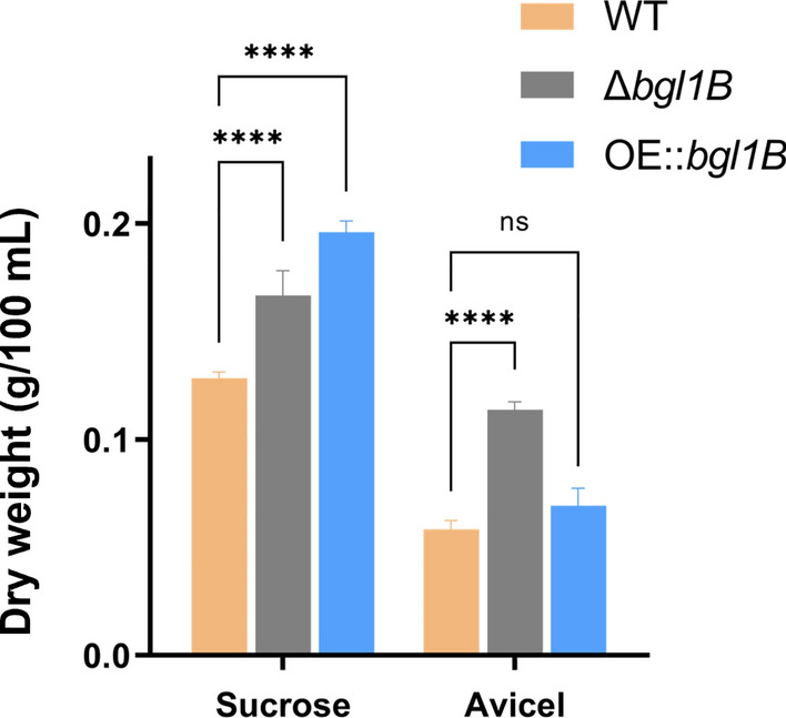 Involvement of the intracellular β-glucosidase BGL1B from Aspergillus niger in the regulation of lignocellulose-degrading enzymes’ synthesis