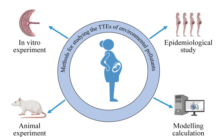 [Research advances in the transplacental transfer efficiencies of environmental pollutants].