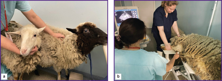 Functional Anatomy of the Sheep Heart as a Model for Testing Cardiovascular Devices.