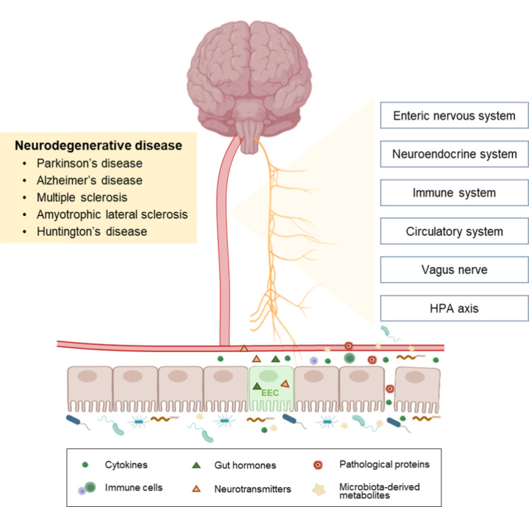 Probiotics as Potential Treatments for Neurodegenerative Diseases: a Review of the Evidence from <i>in vivo</i> to Clinical Trial.