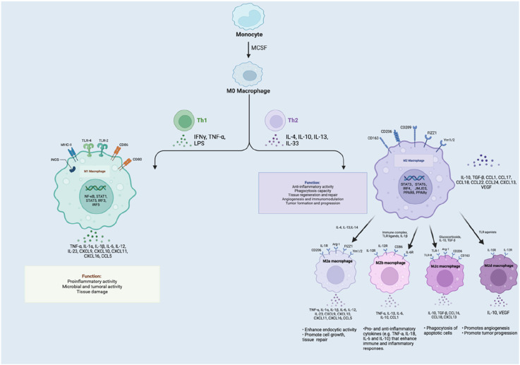 Macrophage Polarisation in the Tumour Microenvironment: Recent Research Advances and Therapeutic Potential of Different Macrophage Reprogramming.