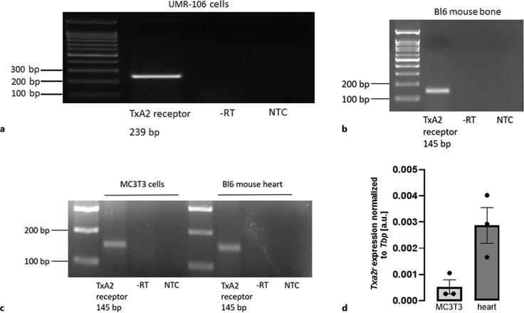 Thromboxane A2 or Activated Platelets Slightly Lower Fgf23 Expression in vitro.
