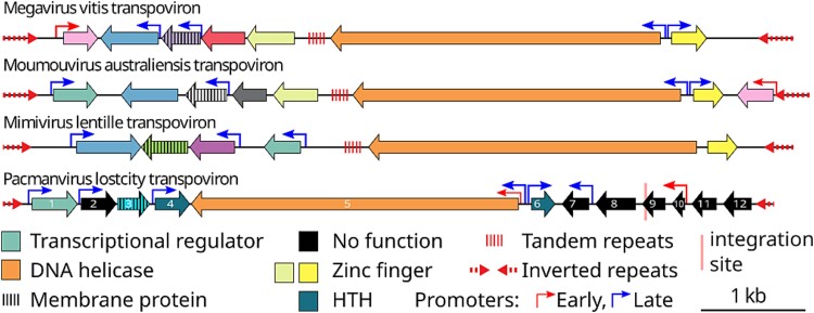 Pacmanvirus isolated from the Lost City hydrothermal field extends the concept of transpoviron beyond the family Mimiviridae.