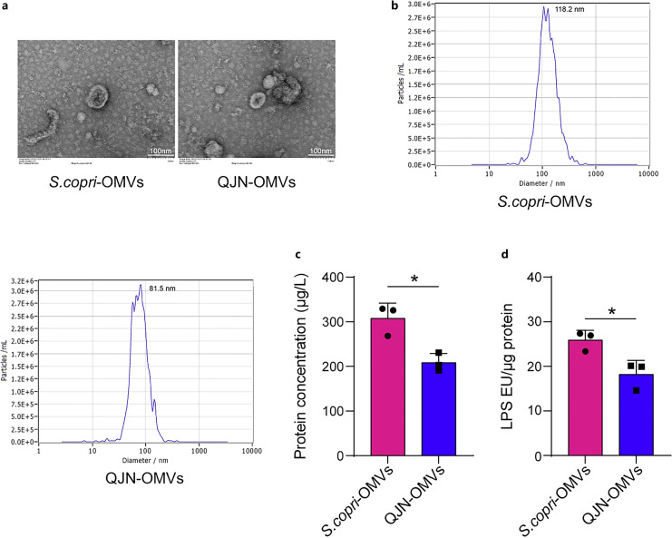 Qilian Jiechang Ning Alleviates TNBS-Induced Ulcerative Colitis in Mice and Segatella copri Outer Membrane Vesicle-Triggered Inflammation in Colon Epithelial Cells via the Caspase-1/11-GSDMD Pathways.