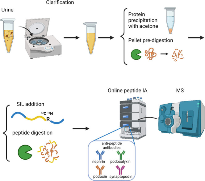 Development of a Multiplexed LC-MS/MS Assay for the Quantitation of Podocyte Injury Biomarkers Nephrin, Podocalyxin, and Podocin in Human Urine.