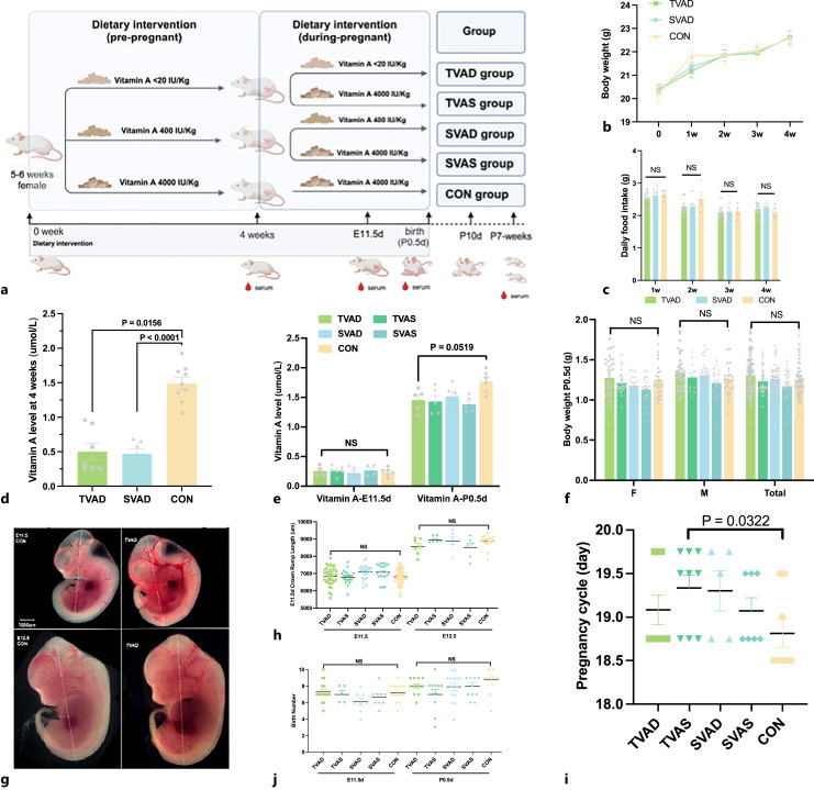 Vitamin A Deficiency Disturbs Ret Expression and Induces Urinary Tract Developmental Abnormalities in Mice.