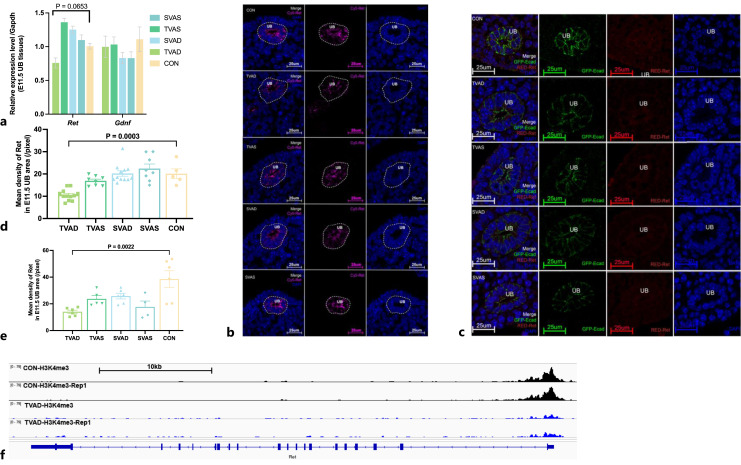 Vitamin A Deficiency Disturbs Ret Expression and Induces Urinary Tract Developmental Abnormalities in Mice.
