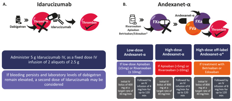 Reversal of oral anticoagulation in emergency conditions.