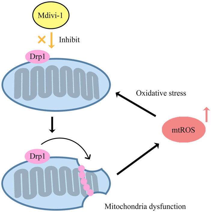 Mitochondrial dysfunction/hyperfunction inducing excessive mtROS in inflammatory and neuropathic pain.