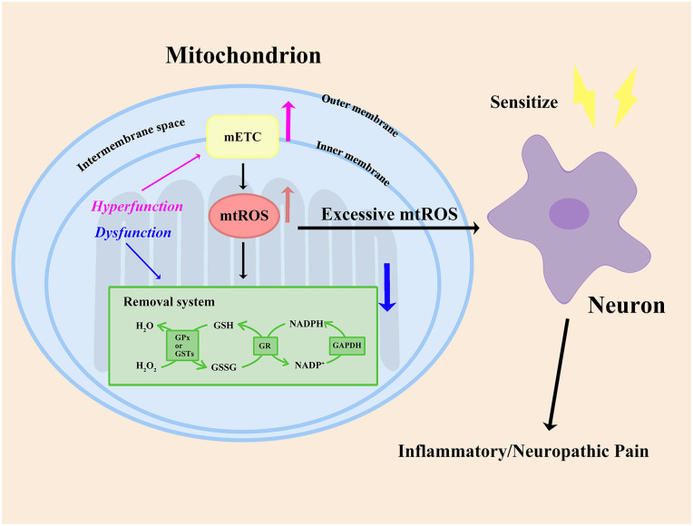 Mitochondrial dysfunction/hyperfunction inducing excessive mtROS in inflammatory and neuropathic pain.