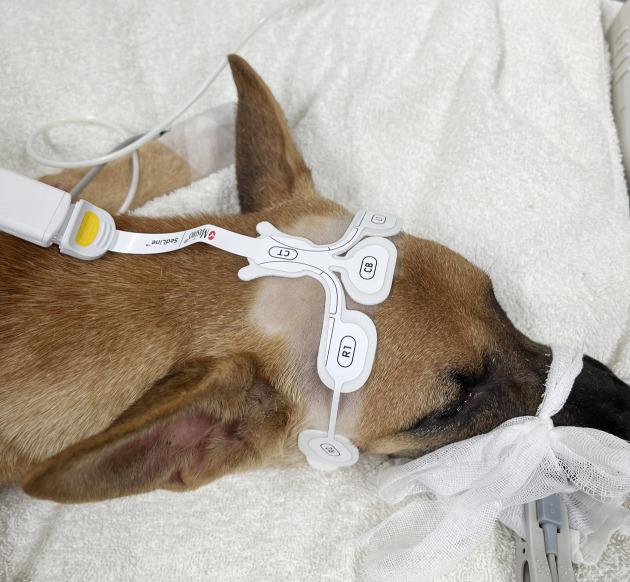 A novel electroencephalographic evaluation of noxious stimulation during isoflurane anesthesia in dogs.