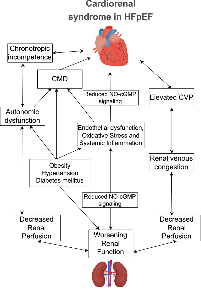 Cardiorenal Syndrome in Heart Failure with Preserved Ejection Fraction: Insights into Pathophysiology and Recent Advances.