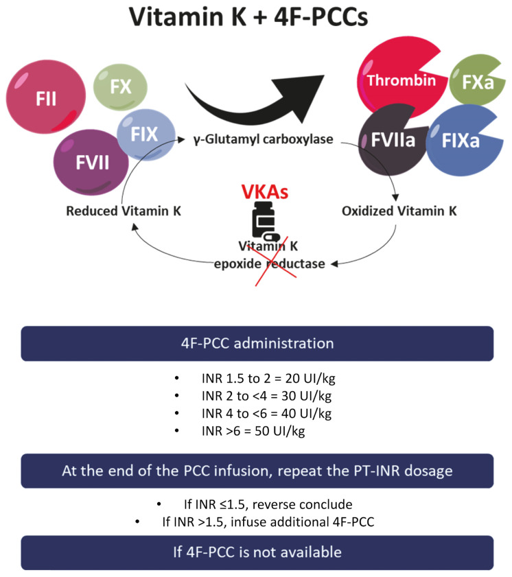 Reversal of oral anticoagulation in emergency conditions.