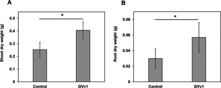 Biocontrol of Phytophthora Root and Stem Rot and Growth Promotion of Soybean Plants by the Rhizobacterium Enterobacter pseudoroggenkampii Strain GVv1 Isolated from Vicia villosa Roth.
