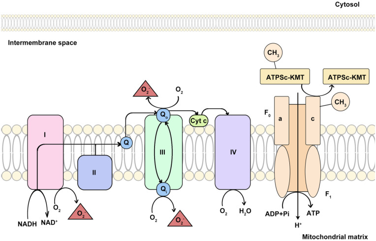 Mitochondrial dysfunction/hyperfunction inducing excessive mtROS in inflammatory and neuropathic pain.