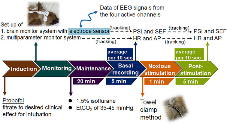 A novel electroencephalographic evaluation of noxious stimulation during isoflurane anesthesia in dogs.