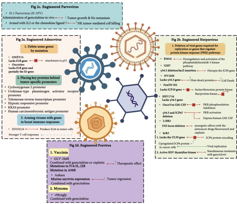 Oncolytic viral therapy as a novel potential solution for treatment of pancreatic cancer.