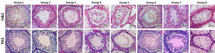 Effect of bioactive peptides on heat stress-induced testiculopathies in mature rats: immunohistopathological evidence.