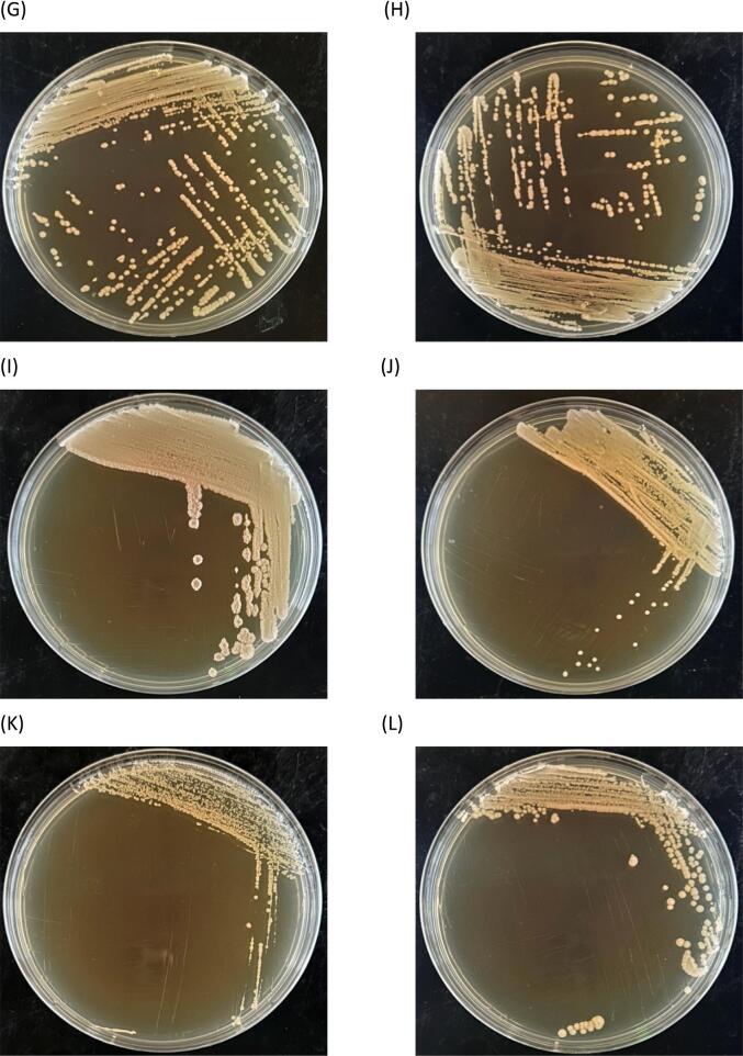 Evaluation of the application of wild yeasts in inhibiting germination of ochratoxin-producing Fungi during coffee fermentation process