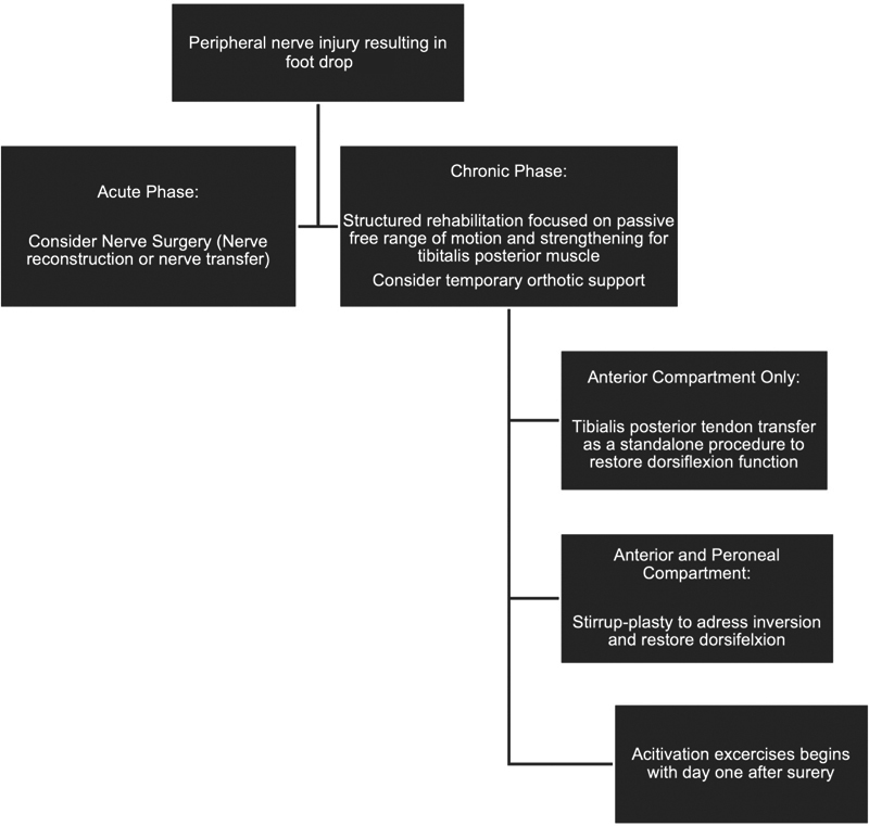 Tendon Transfer Procedures for Correction of Foot Drop Due to Injury to the Peripheral Nerves or Muscles.