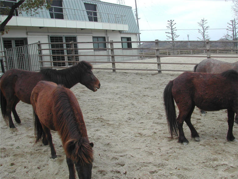 Differences in serum iron concentrations between the summer and winter in Noma horses.