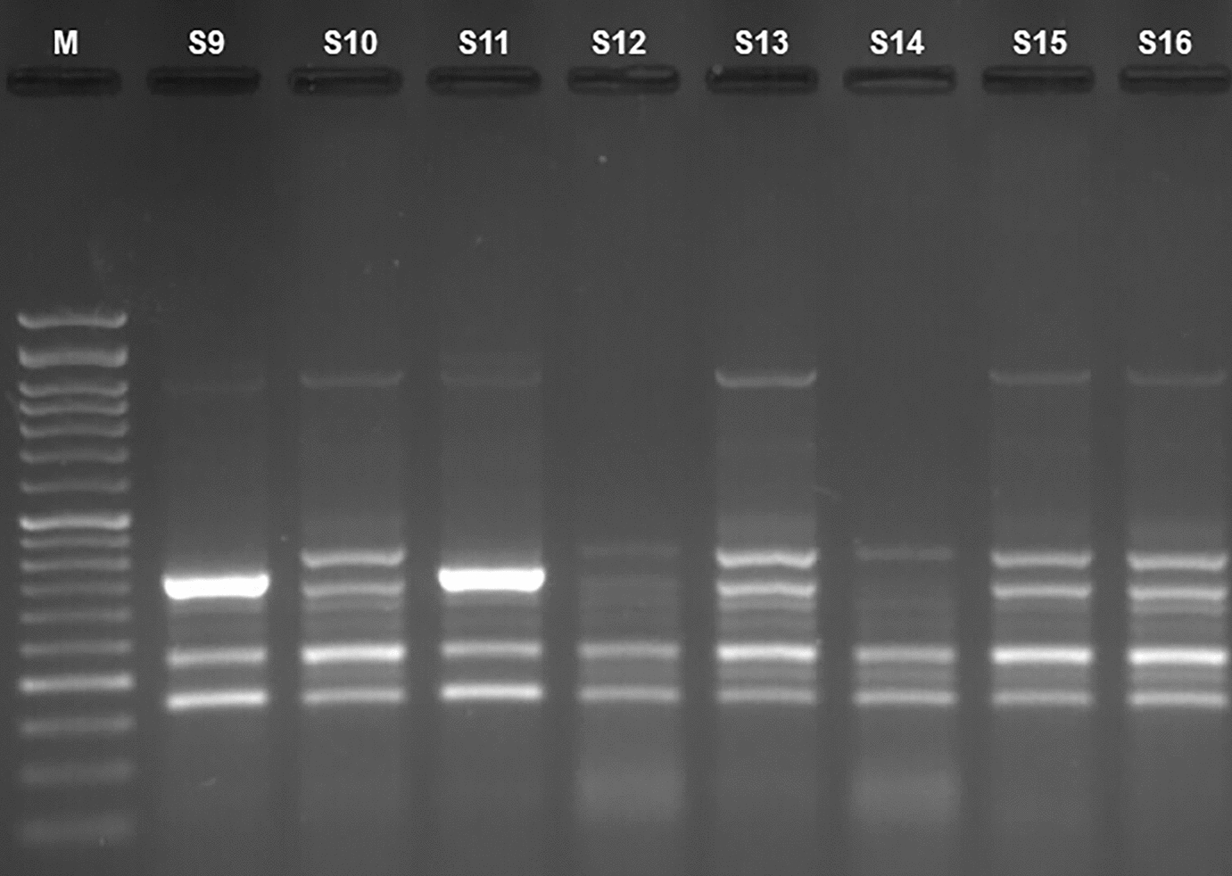 Whole-genome sequencing-based characterization of Salmonella enterica Serovar Enteritidis and Kentucky isolated from laying hens in northwest of Iran, 2022-2023.