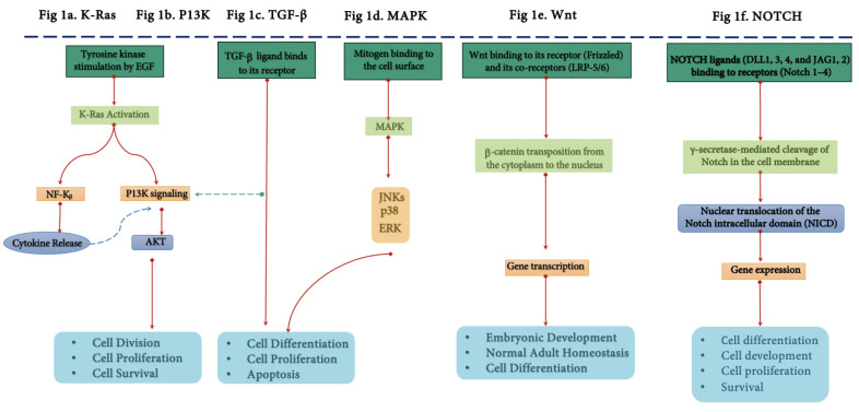 Oncolytic viral therapy as a novel potential solution for treatment of pancreatic cancer.