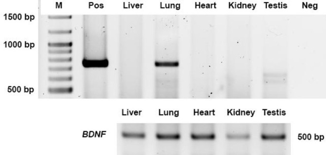 First case of serpentovirus infection in a ball python (<i>Python regius</i>) in Thailand: a case report with molecular characterization.
