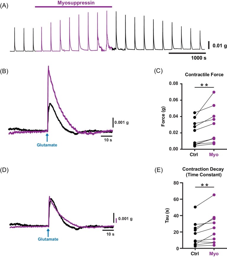 Peptidergic Modulation of the Lobster Cardiac System Has Opposing Action on Neurons and Muscles.