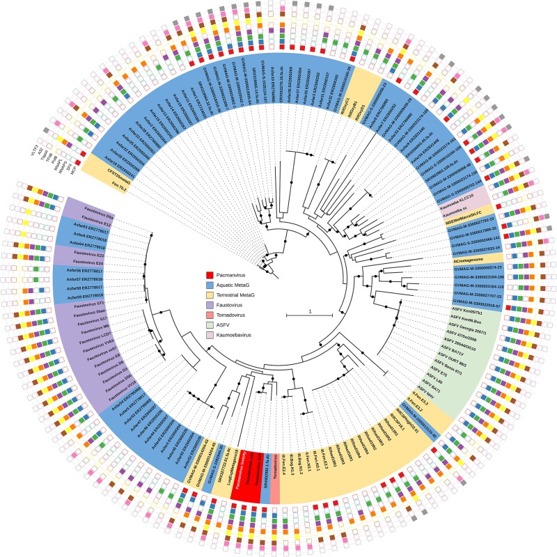 Pacmanvirus isolated from the Lost City hydrothermal field extends the concept of transpoviron beyond the family Mimiviridae.