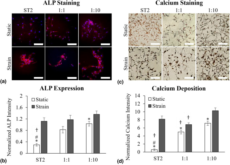 Co-stimulation with equibiaxial strain and pre-osteoblast co-culture differentiates monocytes in a bone model.