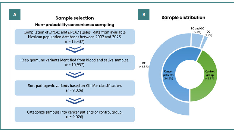 Pathogenic variants in <i>BRCA1</i> and <i>BRCA2</i> genes associated with female breast and ovarian cancer in the Mexican population.