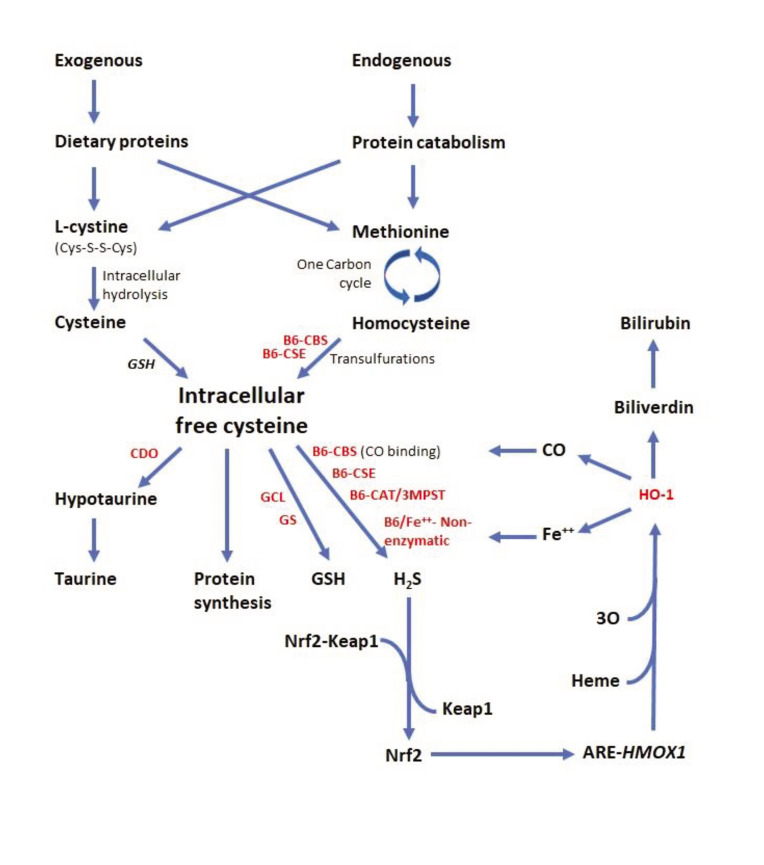 Impact of Varicocele on The Expression of Testicular Enzymes Involved in The Transsulfuration Pathway.