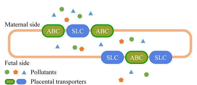 [Research advances in the transplacental transfer efficiencies of environmental pollutants].