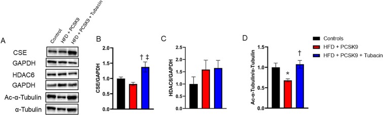 Histone deacetylase 6 inhibition prevents hypercholesterolemia-induced erectile dysfunction independent of changes in markers of autophagy.