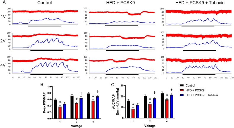 Histone deacetylase 6 inhibition prevents hypercholesterolemia-induced erectile dysfunction independent of changes in markers of autophagy.