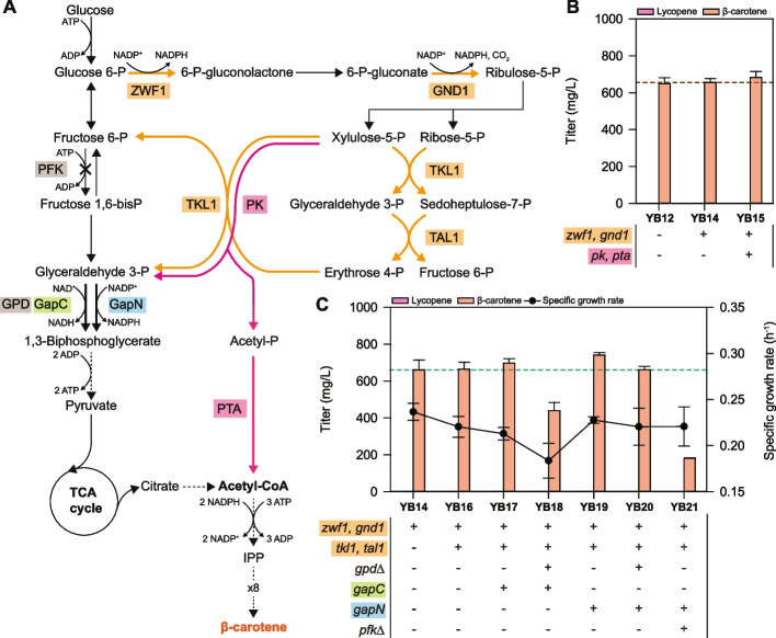 Engineering Yarrowia lipolytica for the production of β-carotene by carbon and redox rebalancing.