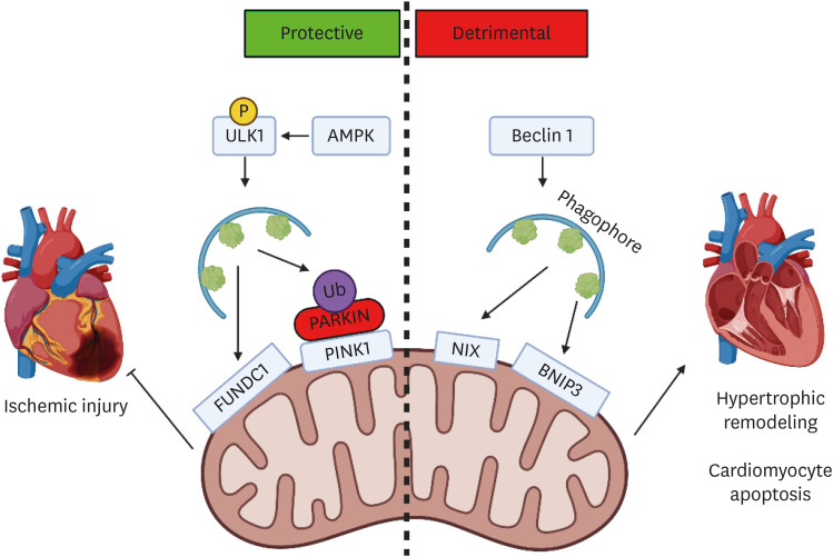 Cardioprotective Effects of Adiponectin-Stimulated Autophagy.