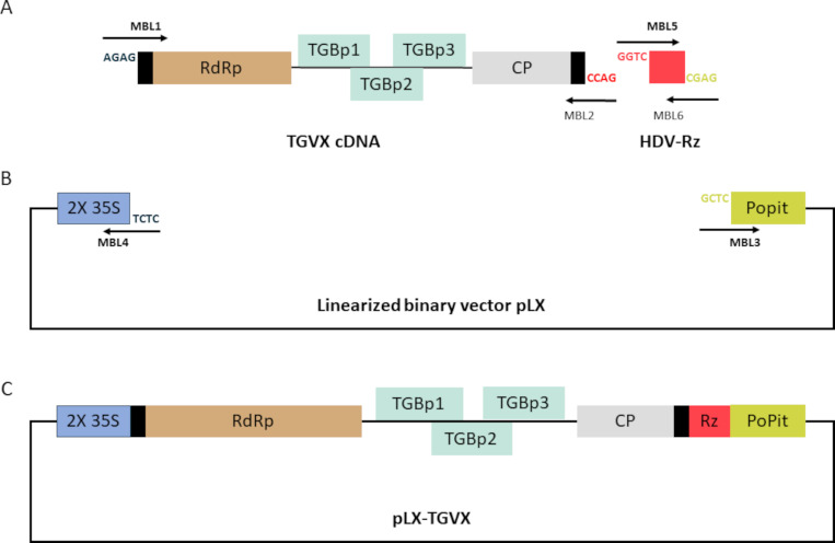 Construction and characterization of an infectious cDNA clone of turtle grass virus X from a naturally infected <i>Thalassia testudinum</i> plant.