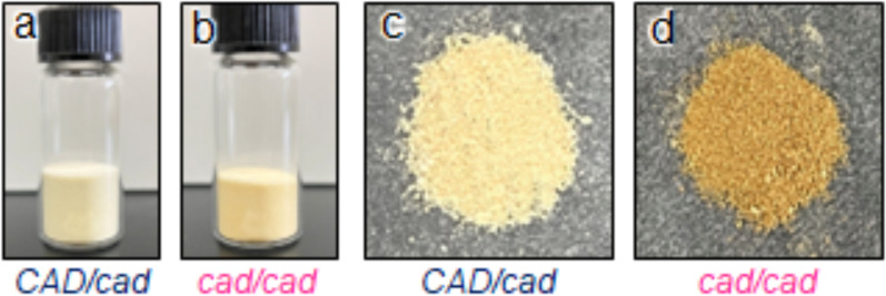 Synergetic effect of fungal pretreatment and lignin modification on delignification and saccharification: a case study of a natural lignin mutant in mulberry