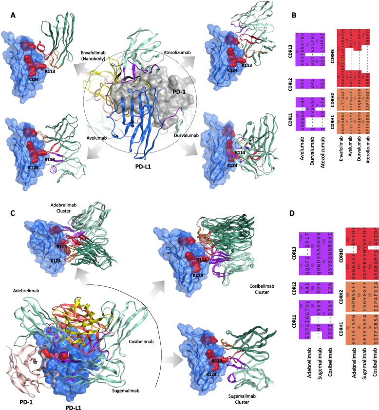 Structural insights into antibody-based immunotherapy for hepatocellular carcinoma.