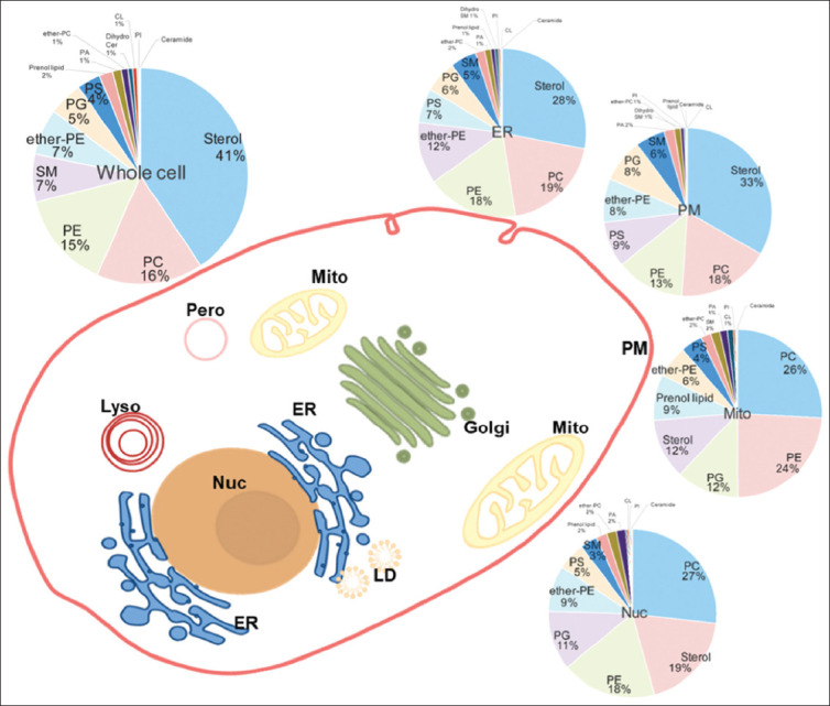 Lipidomics and temporal-spatial distribution of organelle lipid.
