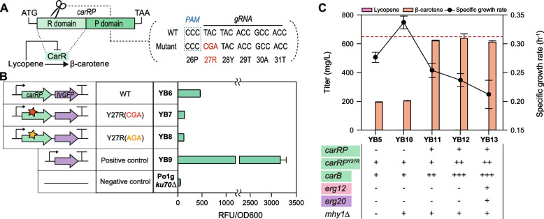 Engineering Yarrowia lipolytica for the production of β-carotene by carbon and redox rebalancing.
