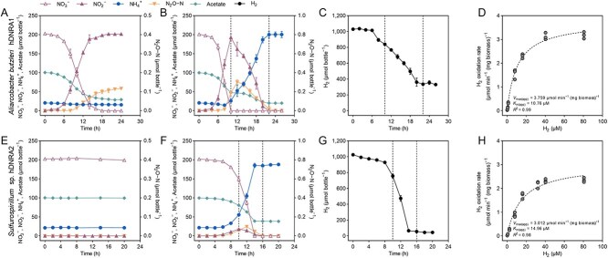 Hydrogen-dependent dissimilatory nitrate reduction to ammonium enables growth of Campylobacterota isolates.