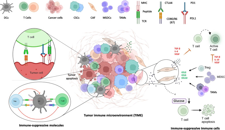 Structural insights into antibody-based immunotherapy for hepatocellular carcinoma.