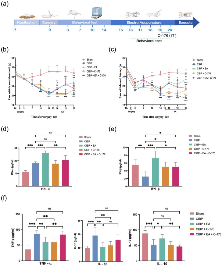 Electroacupuncture intervention relieves pain by stimulating the STING/IFN-I pathway in rat models of cancer-induced bone pain.