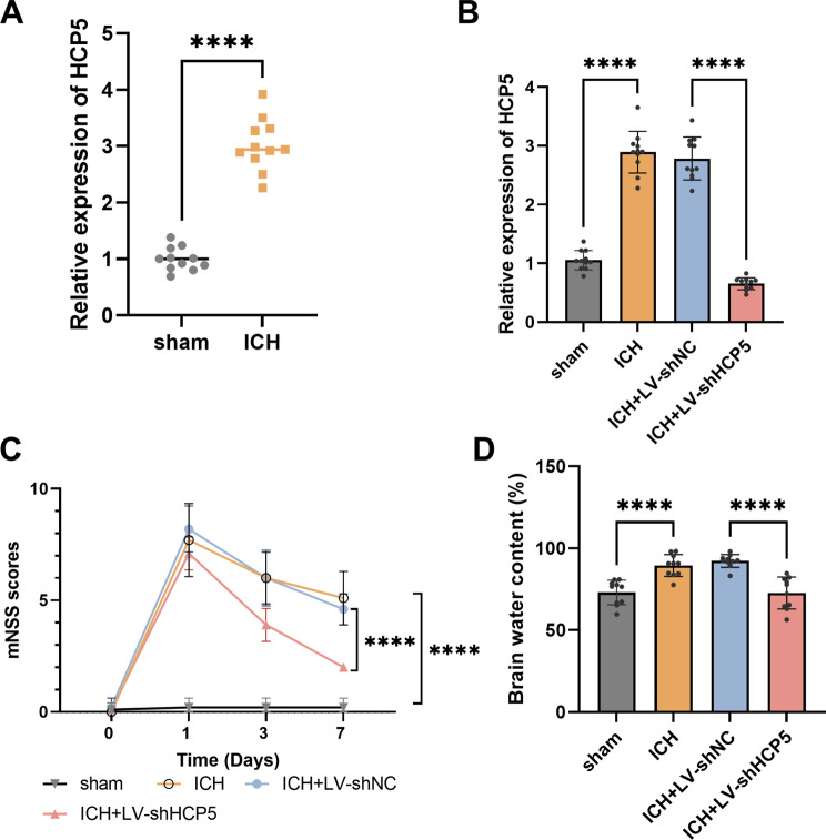 Protective effect of silencing lncRNA HCP5 against brain injury after intracerebral hemorrhage by targeting miR-195-5p.